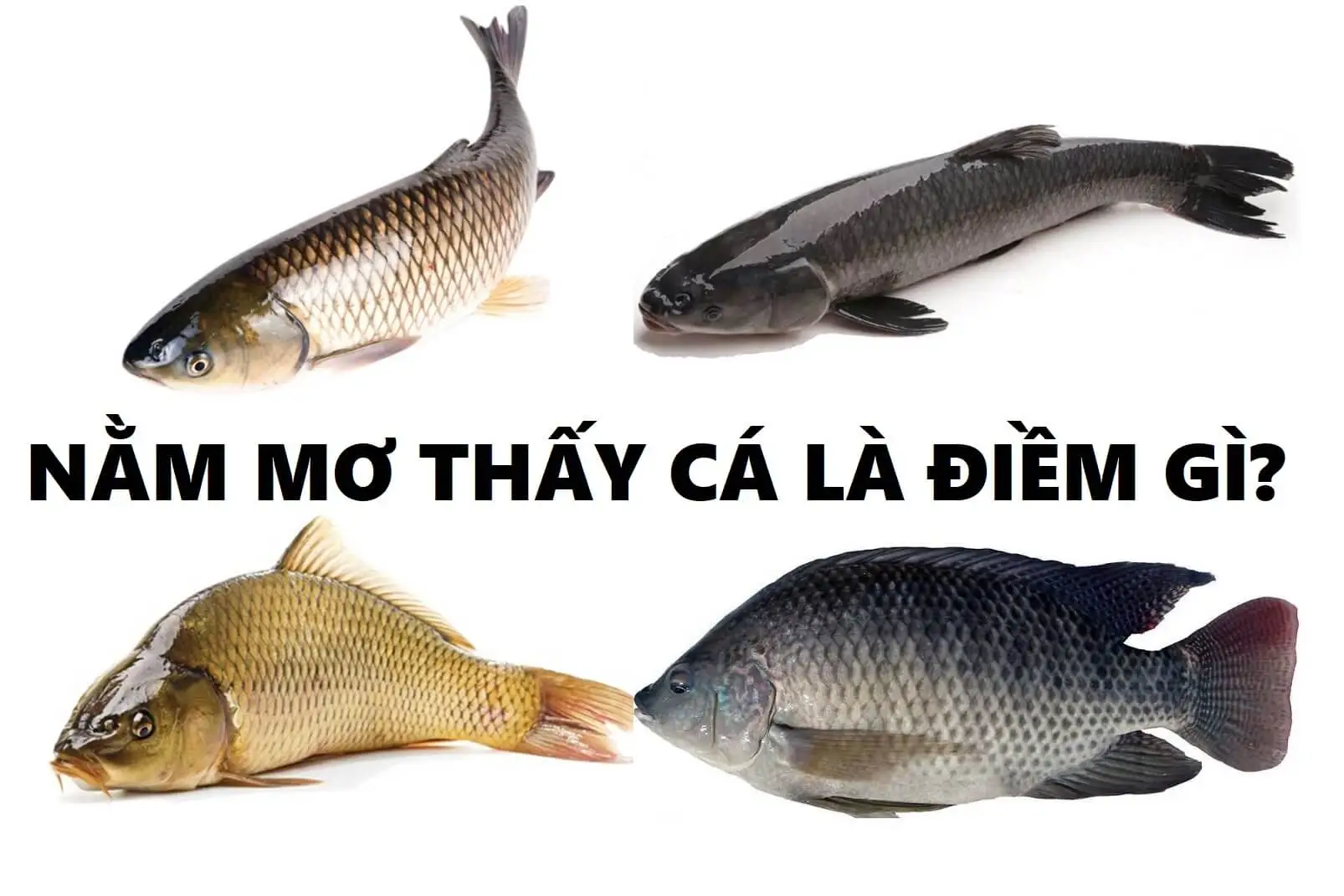 MƠ thấy cá là điềm gì?