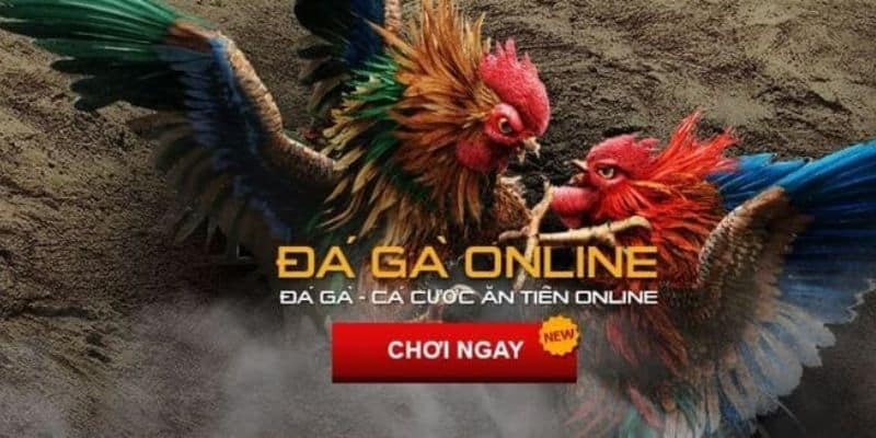 Lưu ý khi chơi trực tiếp gà thomo