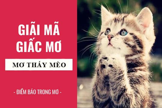 Ngủ mơ thấy mèo đánh con gì?