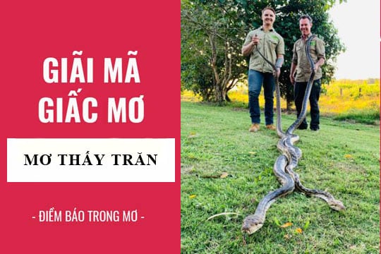 Giải mã giấc mơ thấy con trăn