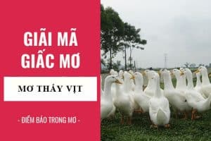 Mơ thấy vịt may hay rủi?