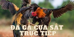 Đá gà cựa sắt trực tiếp ảnh bìa